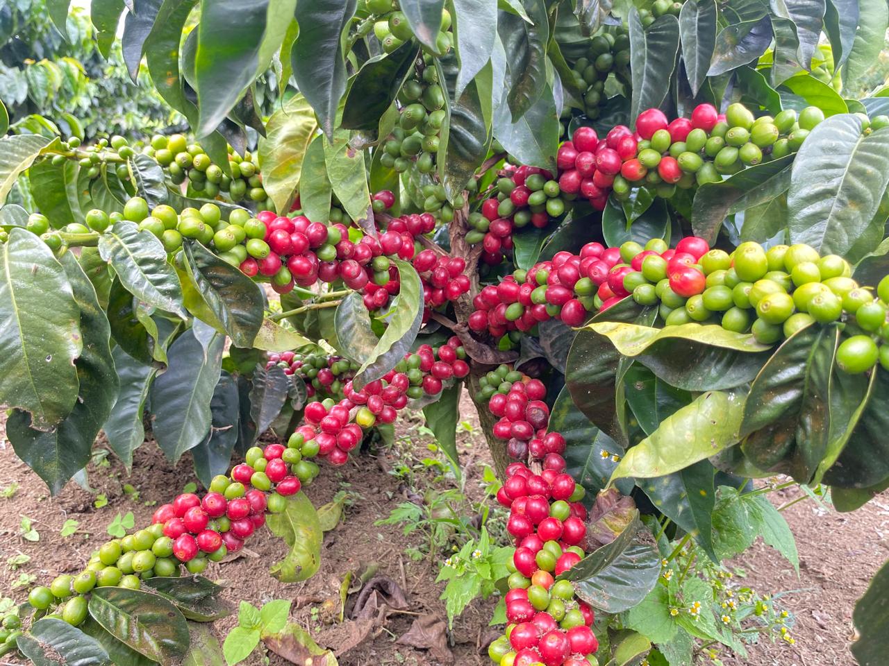 Cafetales Valle Sereno