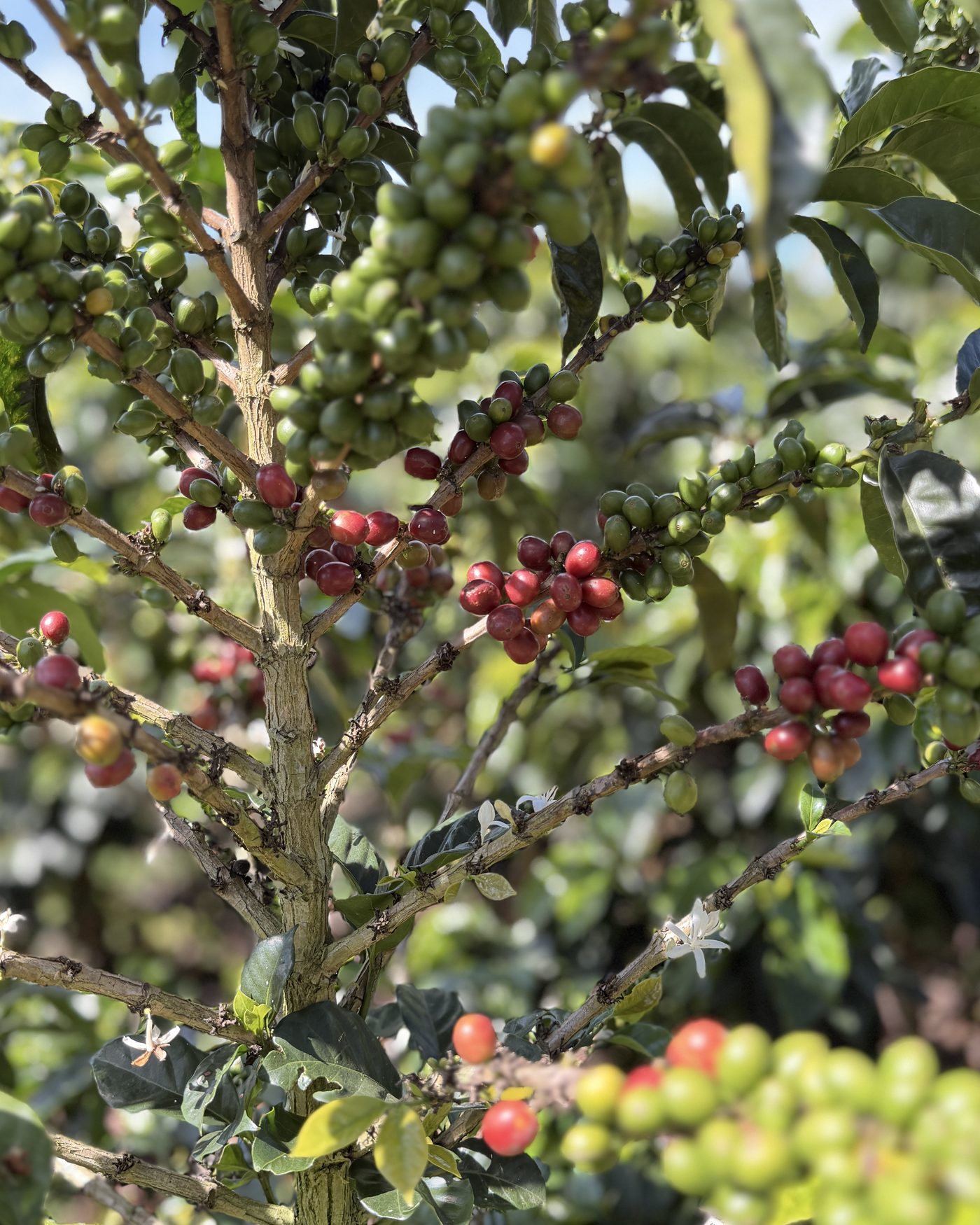 Cerezas maduras de café cultivadas en Valle Sereno