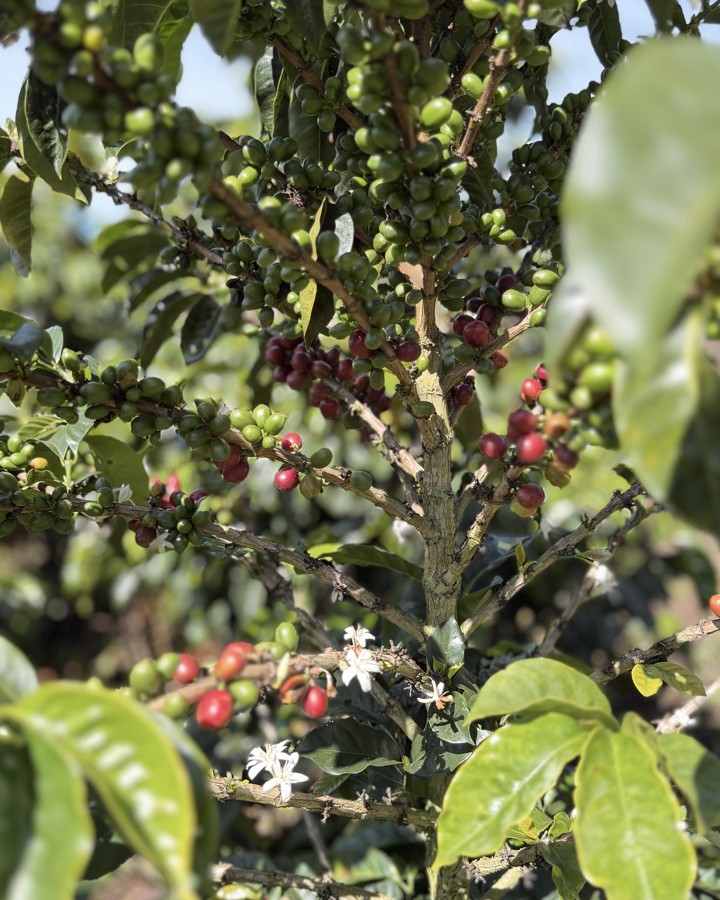 Cafetal con cerezas y flores en Valle Sereno